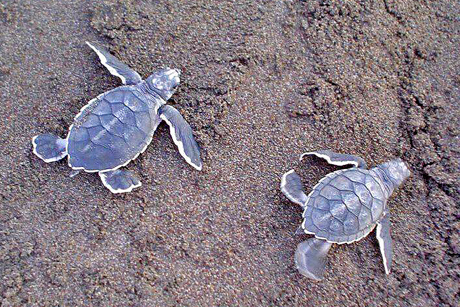 Meeresschildkröten Grüne Schildkröte Babies