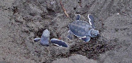 Meeresschildkröten_Grüne-Schildkröte_Babies_3_Foto-Micha-23-10-2017