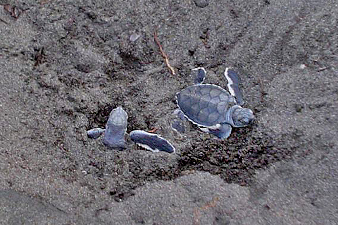 Meeresschildkröten Grüne Schildkröte Babies
