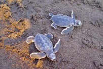 Meeresschildkröten_Grüne-Schildkröte_Babies_Foto-Micha-23-10-2017