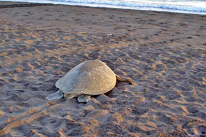 Meeresschildkröten Grüne Schildkröte Erwachsene