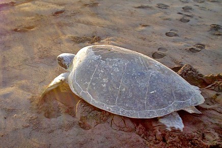 Meeresschildkröten_Grüne-Schildkröte_Erwachsene_Foto-Micha-23-10-2017