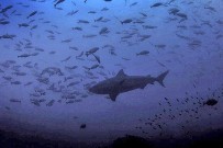 Tauchen_Murcielago-Inseln_Scuba-Diving_Fotos-Micha-03-11-2017