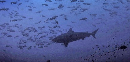 Tauchen_Murcielago-Inseln_Scuba-Diving_Fotos-Micha-03-11-2017