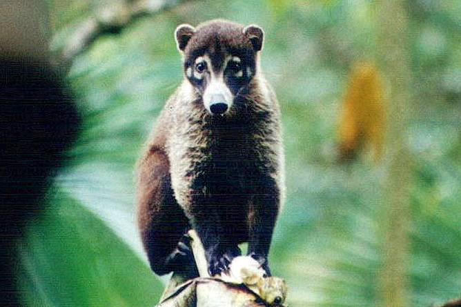 Costa Rica Nasenbär