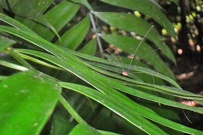 Corcovado Nationalpark – Spinne