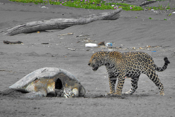 Jaguar frisst Meeresschildkröte