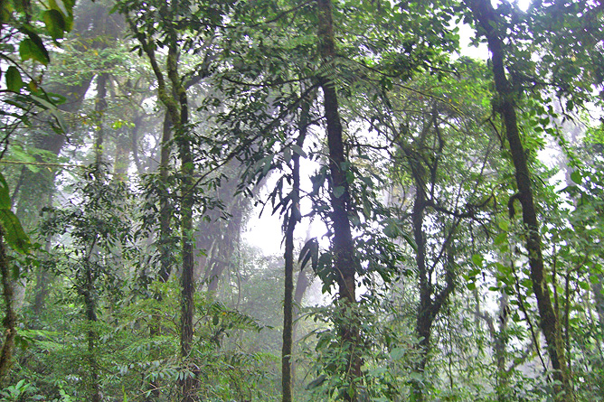 Klima Costa Rica Regenfälle Dschungel