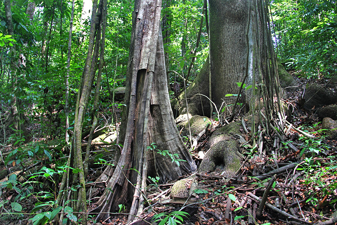 Schlangen in Costa Rica – Urwald