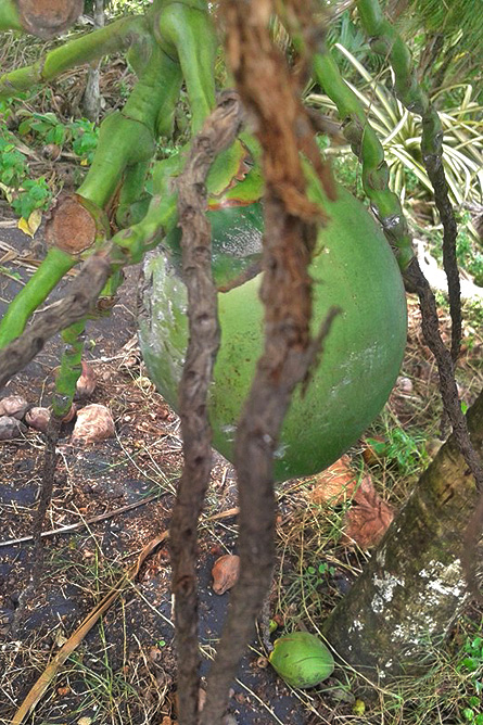 Pipas Trinkkokosnüsse in Costa Rica niedrige Palme