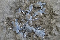 Tortuguero Natural_Meeresschildkröten beim Schluepfen_08-01-2018