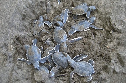 Tortuguero Natural_Meeresschildkröten beim Schluepfen_08-01-2018