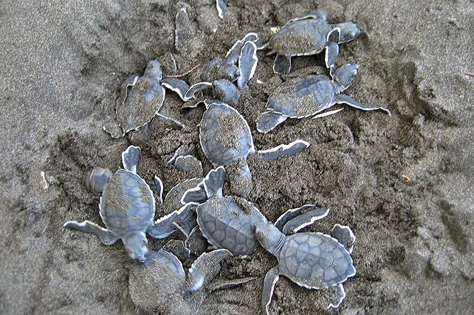 Tortuguero Natural Meeresschildkröten beim Schlüpfen