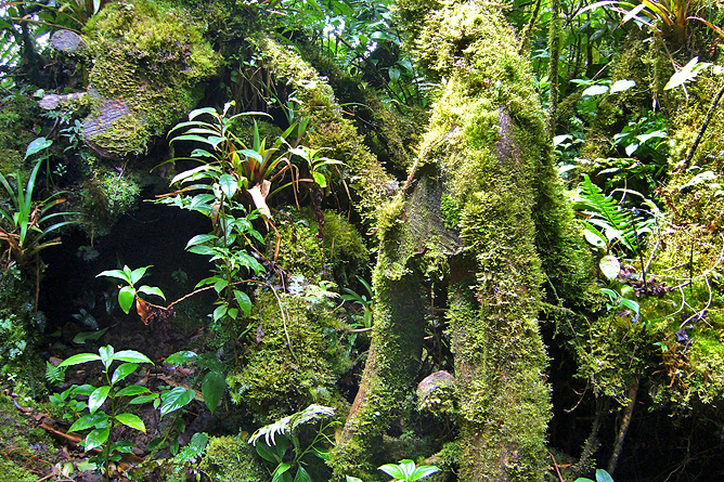 Epyphyten Monteverde Nebelwald