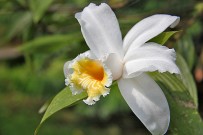Epyphyten Orchidee