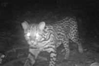 Selva Bananito Wildkatzen Costa Rica