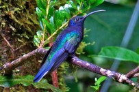 touren-monteverde-micha-cafe-colibri-2