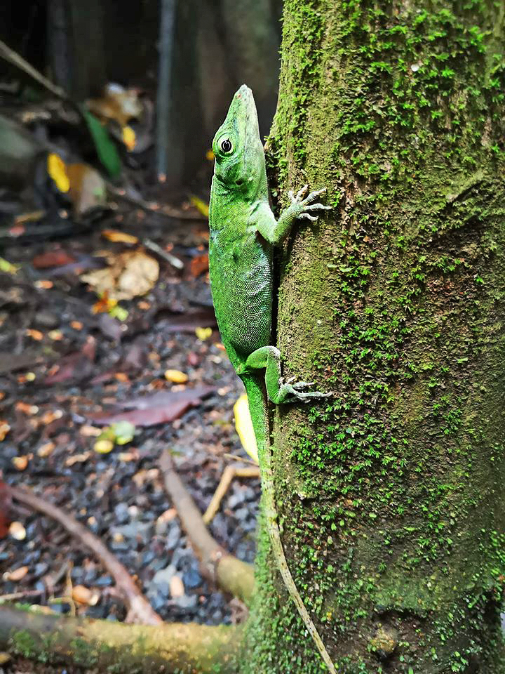 Anolis biporcatus – Foto SINAC | Costa Rica