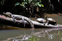 Barra Pacuare_Krokodil und Flussschildkroete_micha_04-02-2018