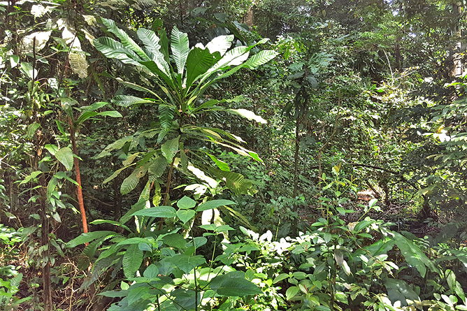 Cahuita Nationalpark Cahuita Regenwald Trail