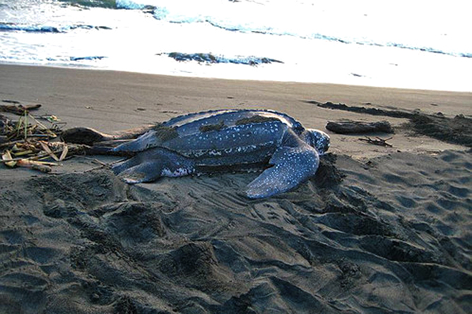 Cahuita Nationalpark Baula Meeresschildkröte