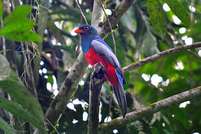 Manzanillo Gandoca Wildarten Reservat Vogel
