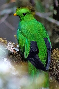 Quetzal Vogel_Costa Rica_Cortesia Guide Carlos-Dantica Lodge (1)