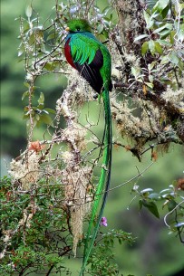 Quetzal Vogel_Costa Rica_Cortesia Guide Carlos-Dantica Lodge (2)