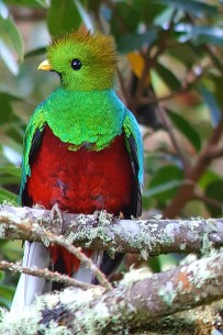 Quetzal Vogel_Costa Rica_Cortesia Guide Carlos-Dantica Lodge (3)