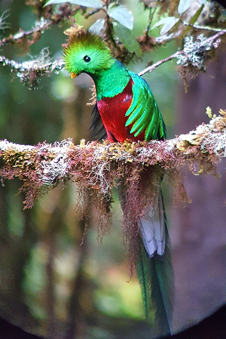 Quetzal Vogel Costa Rica (Cortesia Guide Carlos) Dantica Lodge