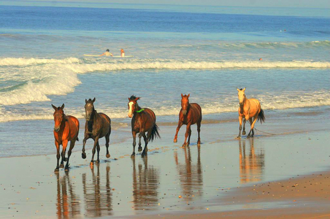 Raratonga Playa Terresa Strand Pferde