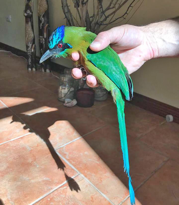 Motmot | Vogelbeobachtung in Costa Rica