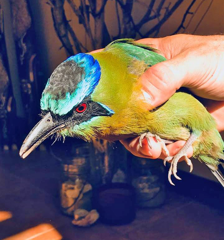 Motmot | Vogelbeobachtung in Costa Rica