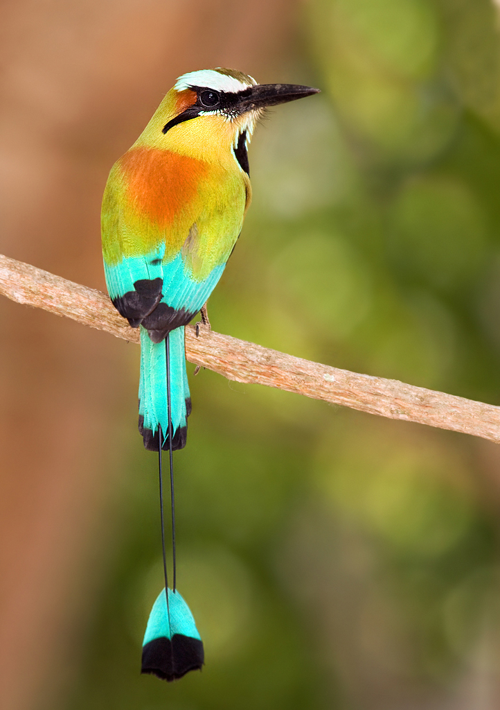 Motmot | Birding in Costa Rica