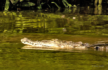 Sierpe Fluss Krokodil