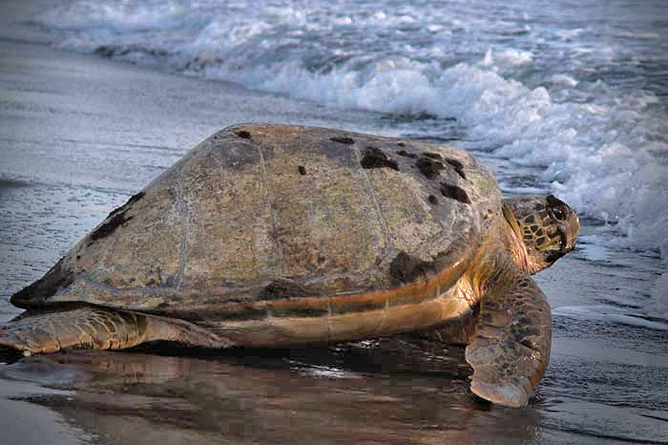 Rana Roja Tortuguero Nationalpark Meeresschildkröte