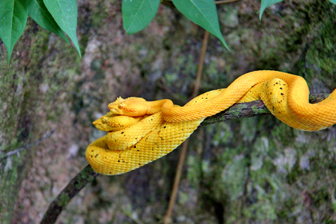 Cahuita Nationalpark Gelbe Viper