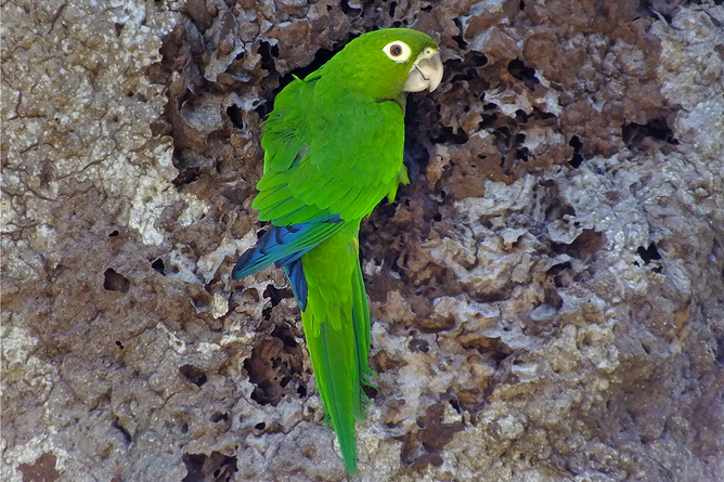 Vogelbeobachtung grüner Papagei Cahuita Tours