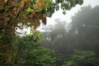 costa-rica-wilfried-regenwald-03