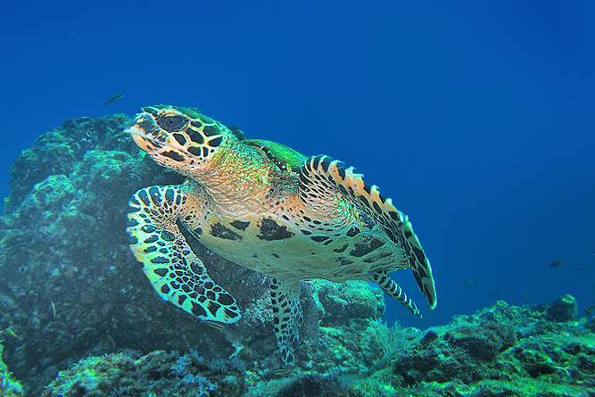 Meeresschildkröte Insel Caño Costa Rica (Südpazifik)