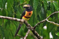 Maquenque Wildarten Refugium_Aracari_Foto Micha 09-2018