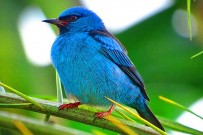 Maquenque Wildarten Refugium_Vogelbeobachtung_Foto Micha 09-2018