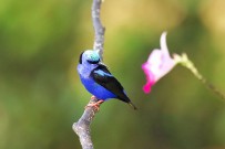 Maquenque Wildarten Refugium_Vogeltouren_Foto Micha 09-2018