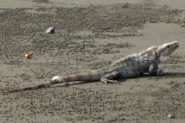 Osa Aventura_ La Sirena_Leguan