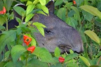 Pedacito de Cielo_Tapir_Reservat Camino de San Juan_09-2018