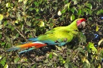 Pedacito de Cielo_Vogelbeobachtung_3_Grüner Ara_Reservat Camino de San Juan_09-2018