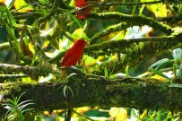 Pedacito de Cielo_Vogelbeobachtung_Reservat Camino de San Juan_09-2018