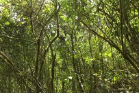 Maro_Wandertour_Sekundaer Wald_Maro 10-2018