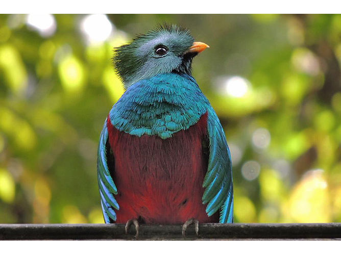 Suria-Lodge_Birding-Vogelbeobachtung-Quetzal-Tour-3_Foto-Suria-11-2018