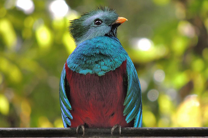Suria Lodge Vogelbeobachtung Quetzal-Tour
